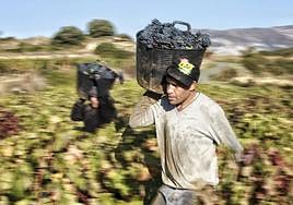 Un temporero durante una vendimia anterior.