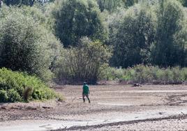 Las altas temperaturas y la sequía han propiciado la expansión del brote de botulismo en Salburua.