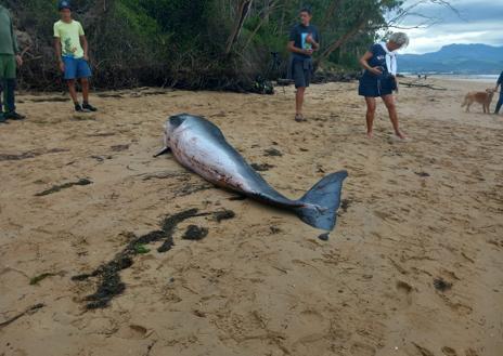 Imagen secundaria 1 - La hembra presentaba heridas en el cuerpo que pudo hacerse contra las rocas una vez fallecida