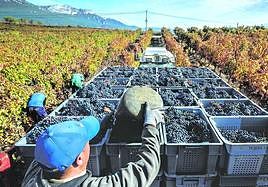 Varios trabajadores recogen uva en la vendimia del año pasado en Laguardia.