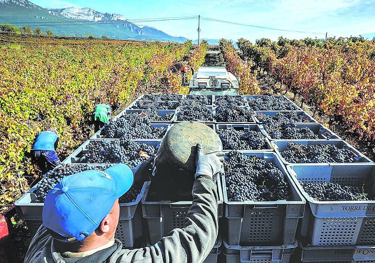 Varios trabajadores recogen uva en la vendimia del año pasado en Laguardia.