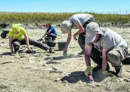 Arqueólogos en el yacimiento de Iruña Veleia.