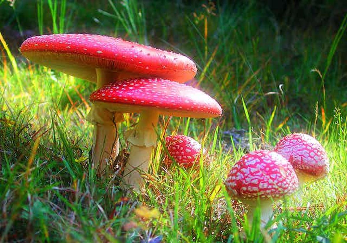 Amanita muscaria, la conocida matamoscas o falsa oronja, un hongo venenoso.