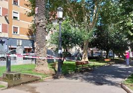 Palmera y trozo caído a su lado, junto a un banco de parque.