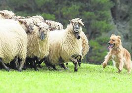 Los perros tuvieron que demostrar su destreza, entre otros asuntos, llevando a las ovejas al redil a toda velocidad.