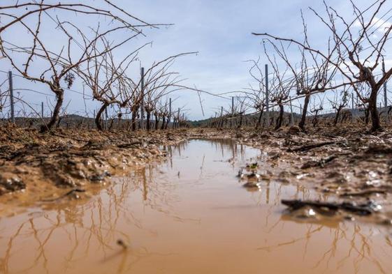 Imagen de los viñedos afectados por el granizo en Requena.