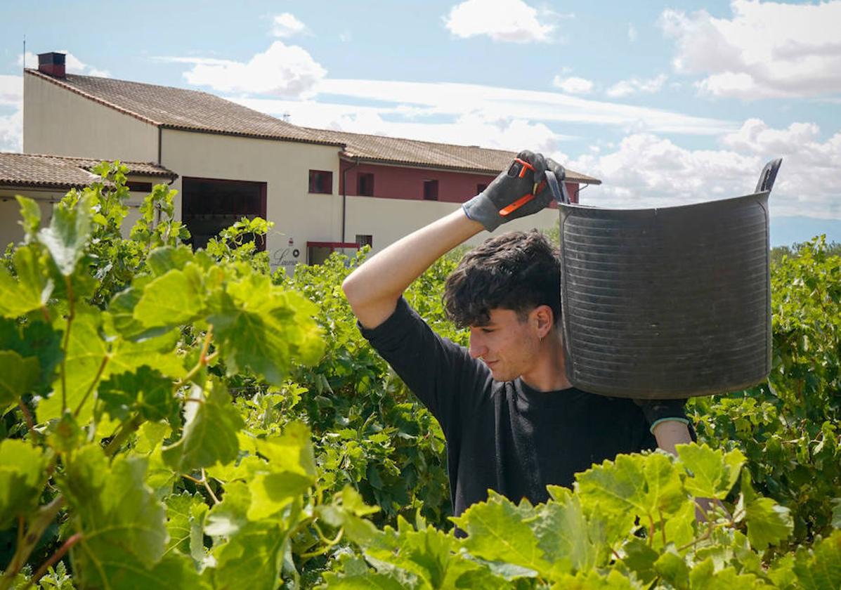 La vendimia de txakoli ya ha empezado en las viñas de Ayala.