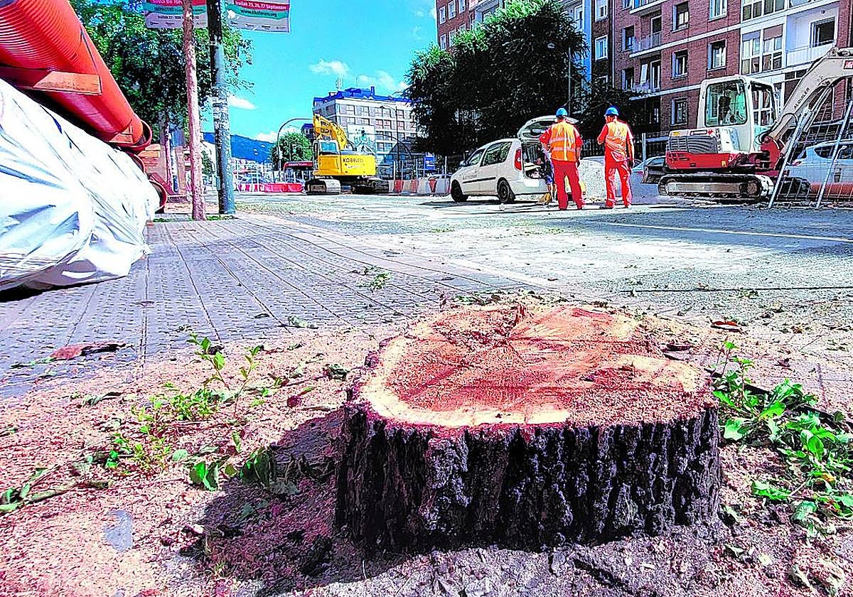 El lugar donde estaba uno de los olmos que ya han sido talados.