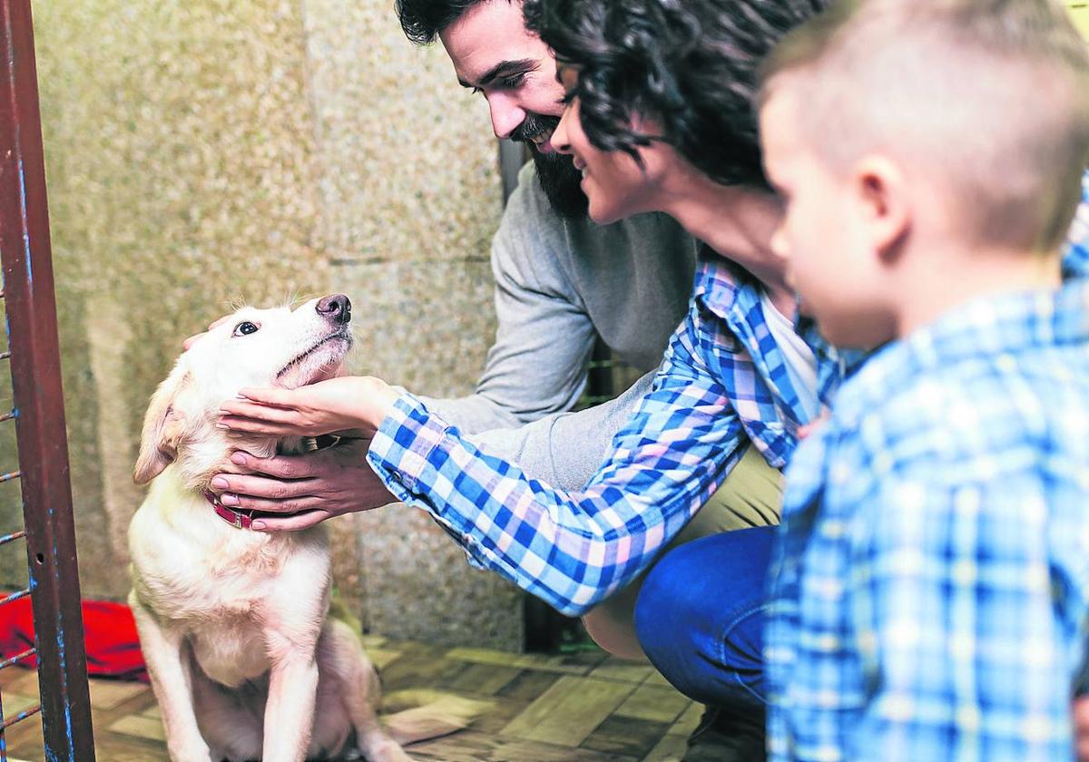 Si va a hacer falta un curso para tener perro, ¿por qué no se exige un examen obligatorio para tener hijos?