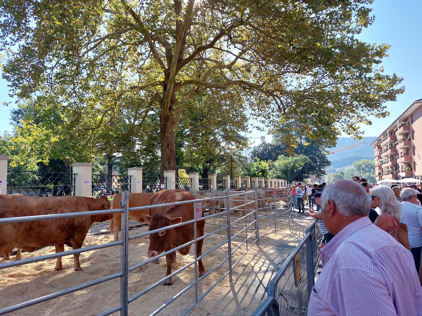 La exhibición de gando local congregó a numerosas personas desde primeras horas de la mañana