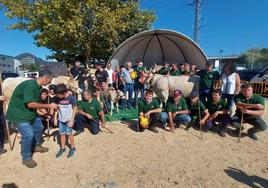 Los ganaderos participantes en la feria del Primer Lunes de Octubre de Gernika lucen sus animales en el recinto de Santa Ana.