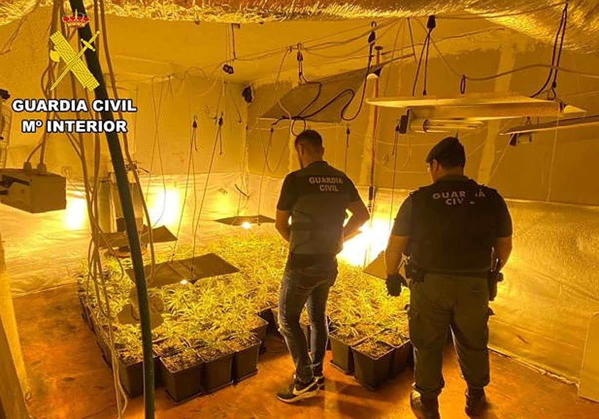 La plantación estaba preparada para obtener varias cosechas al año.