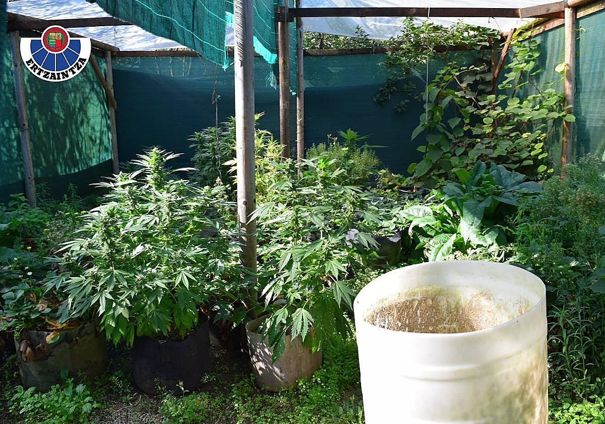 Imagen principal - Destapan una plantación-laboratorio de marihuana en un caserío de Álava