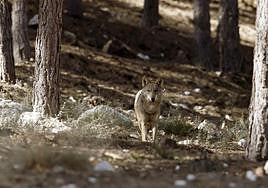 En septiembre de 2021 se reforzó la protección del lobo en España.