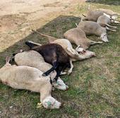 «Lo que está en extinción son las latxas y los ganaderos»