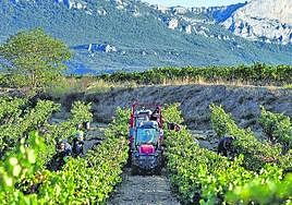 Trabajos de vendimia en una finca de Rioja Alavesa.