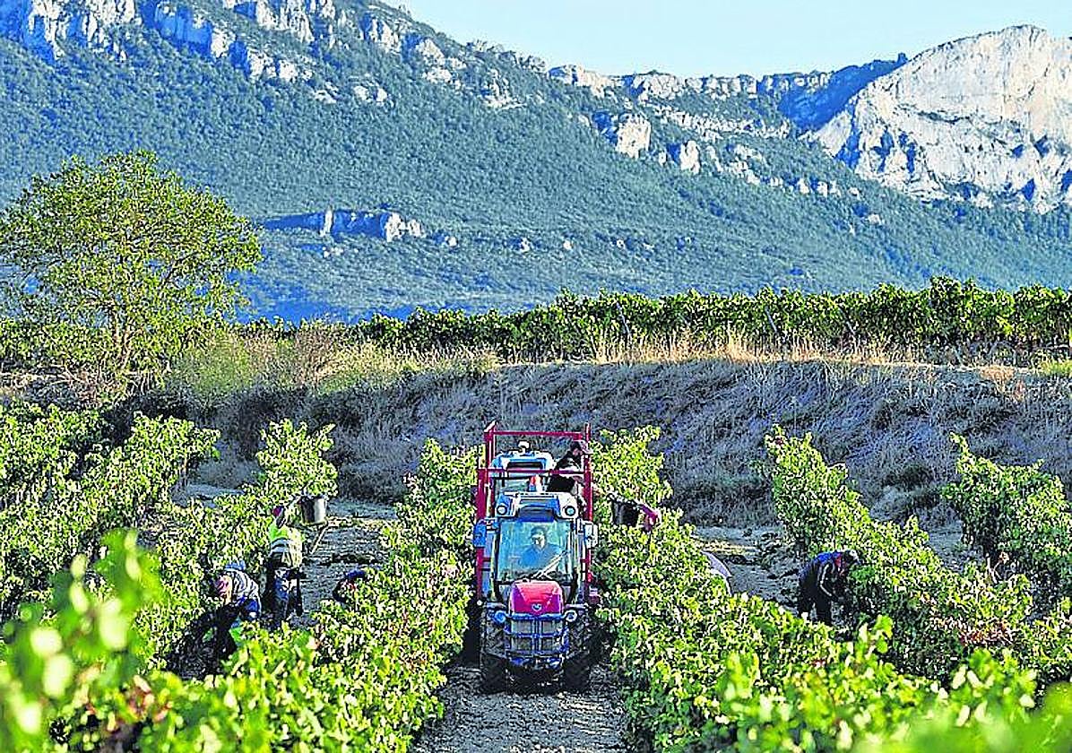 Trabajos de vendimia en una finca de Rioja Alavesa.