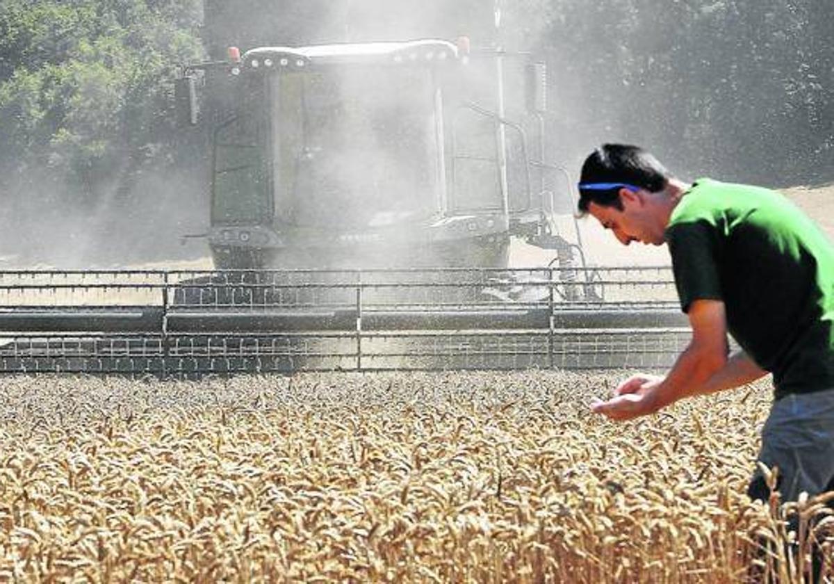 Una máquina trabaja en uno de los campos de trigo de la zona de Alegría, en la Llanada.