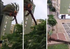 Secuencia de la caída de la palmera en Sevilla.