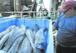 Los arrantzales descargan las capturas de merluza en puerto después de una intensa jornada de pesca.