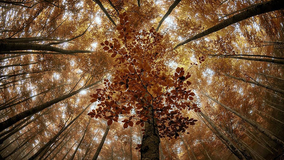 Las hojas doradas de los árboles tamizan la luz del sol en Balguerri.