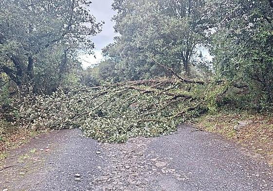 Uno de los árboles derribados por el viento esta noche en Artziniega.