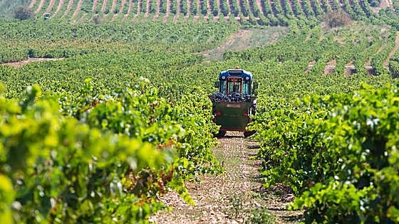 Cuatro planes para disfrutar del vino y algo de comer este otoño en La Rioja