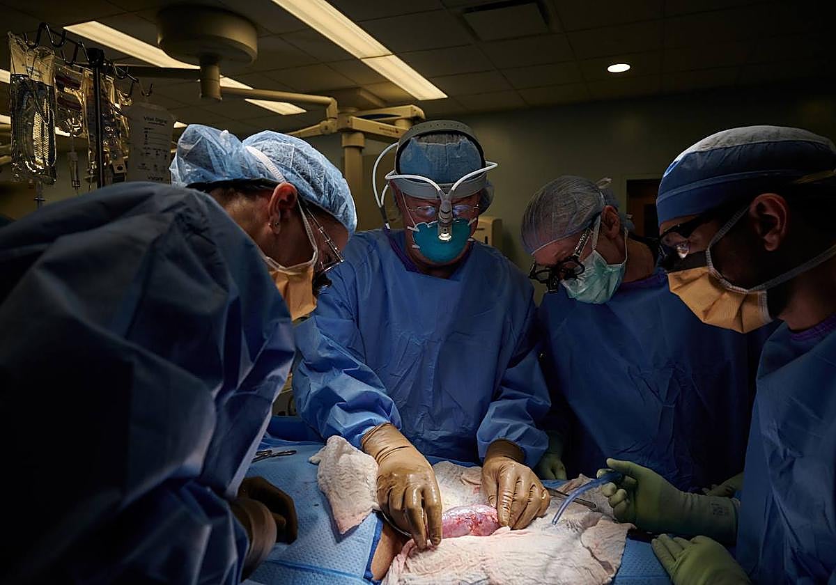 Un equipo de cirujanos trasplanta el riñón de un cerdo a una mujer. Ocurrió en 2021.