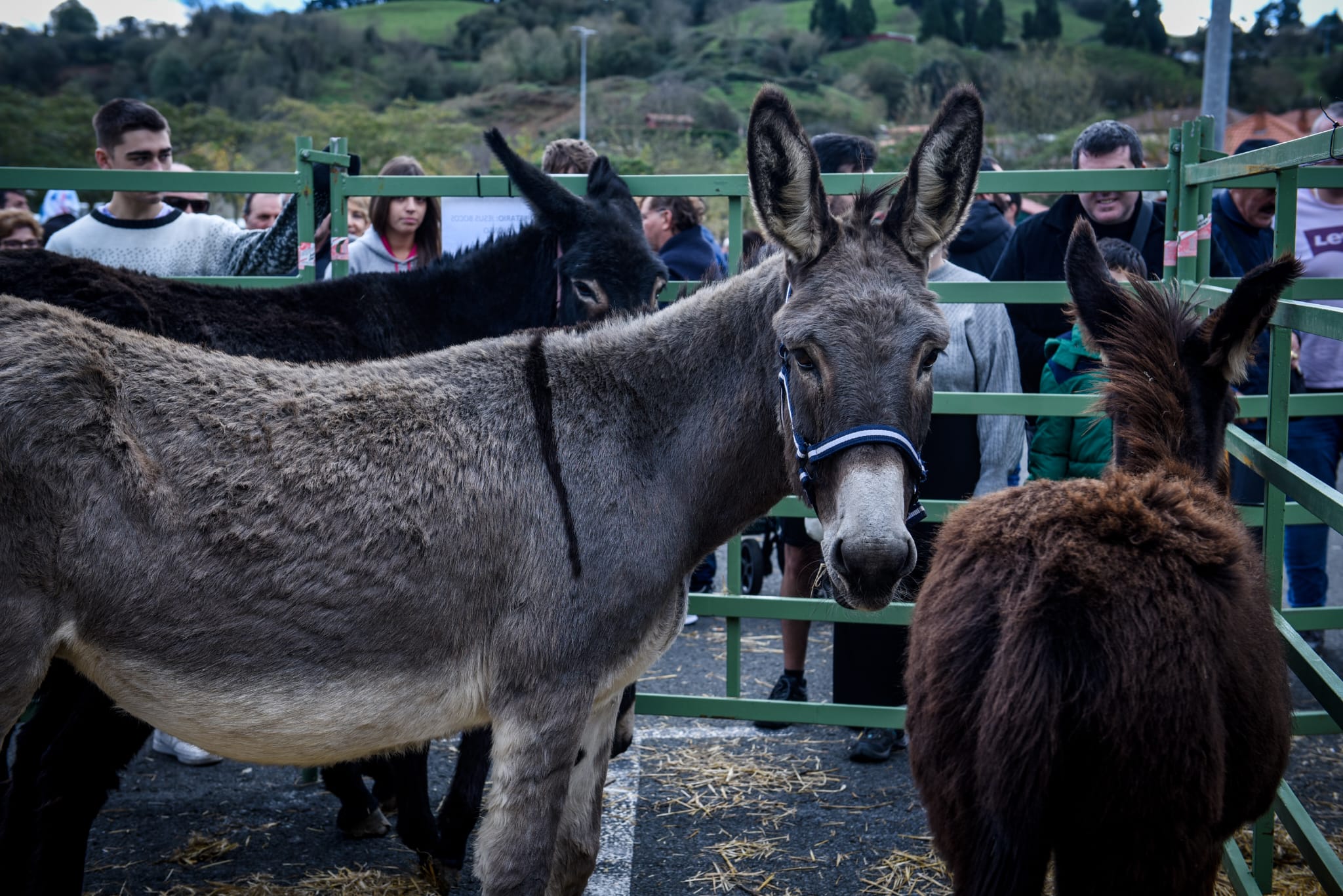 Feria agrícola y ganadera de La Arboleda en imágenes
