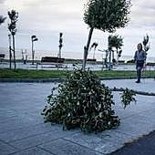 Las fuertes rachas de viento derrumban medio centenar de árboles en Getxo