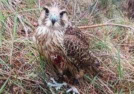 El halcón, inmóvil y ensangrentado