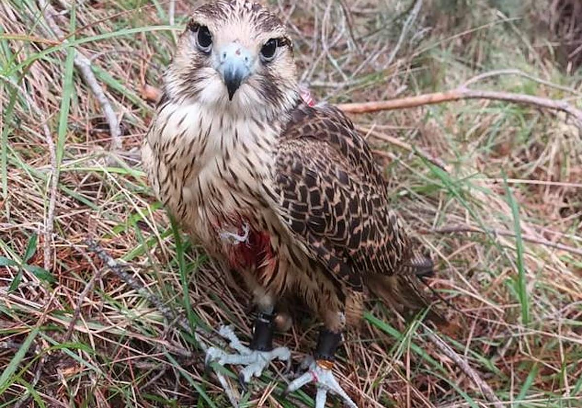 El halcón, inmóvil y ensangrentado