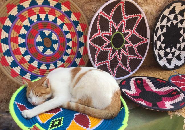 Un gato duerme plácidamente en Essaouira.