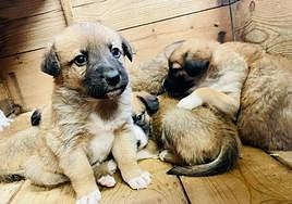 Los cachorros abandonados en Ondarroa han aparecido en una caja de madera.