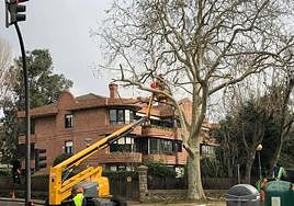 La campaña de poda ha comenzado este mismo mes.