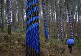 Árboles azules en el Bosque de Oma.