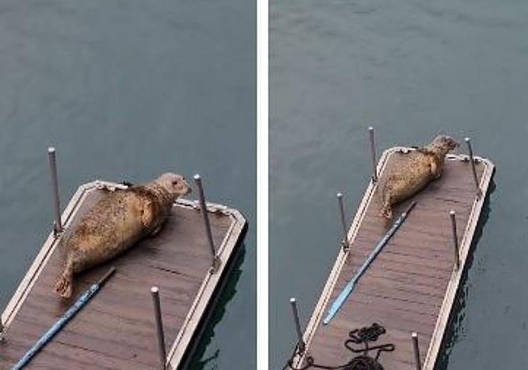 la foca apareció sobre el pantalán móvil del puerto.