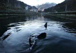 Un esturión en las aguas del río Garona.