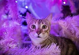 La cafetería de gatos de Bilbao que sirve como terapia y busca un hogar a las mascotas callejeras