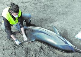 Una de las investigadoras, con uno de los delfines varados en una playa vasca.