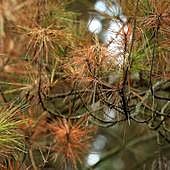 Pino afectado por la banda marrón