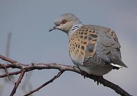 Está prohibida su caza en Álava desde 2019.