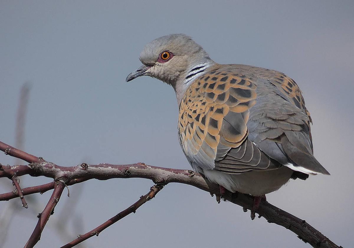 Está prohibida su caza en Álava desde 2019.