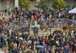 Se mostraron 105 cabezas de ganado.