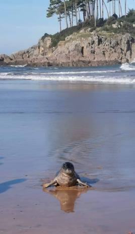 La cría que ha visitado las playas de Isuntza y Karraspio presentaba algnas heridas.