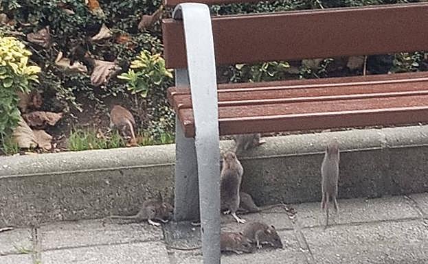 Ocho ratas junto a un banco de las jardineras aledañas al metro de Kabiezes a plena luz del día. 
