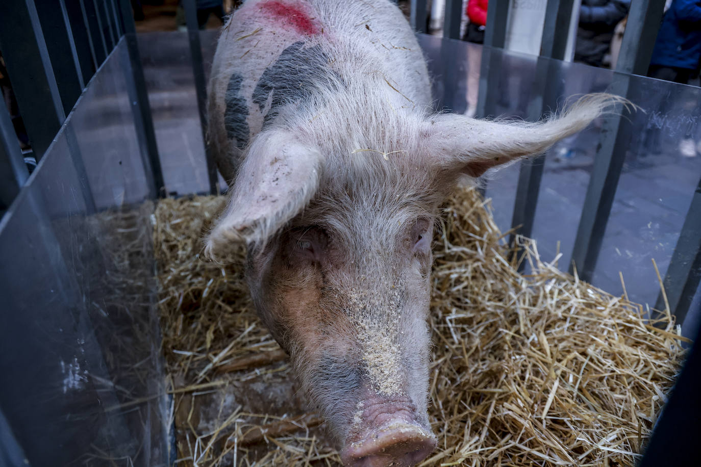 Fotos: La cerda Tomasa preside la rifa de San Antón