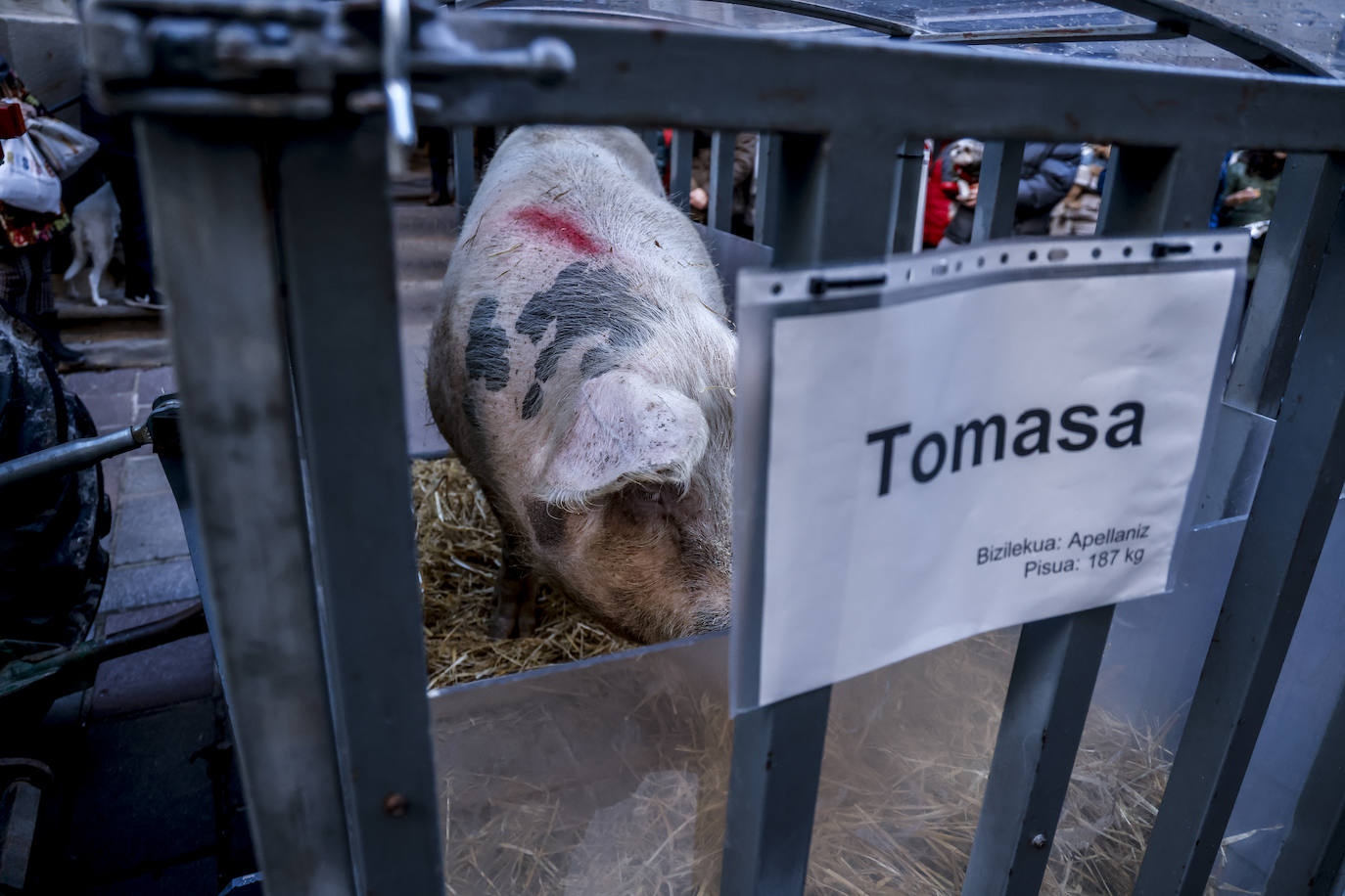 Fotos: La cerda Tomasa preside la rifa de San Antón