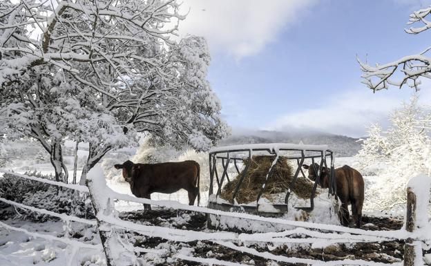 Estos son los efectos de la nieve en el campo alavés