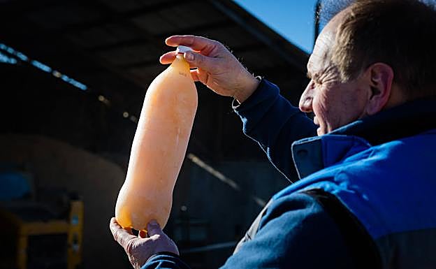 El ganadero con calostro congelado, un chute de vitalidad que suministran a las terneras recién nacidas.